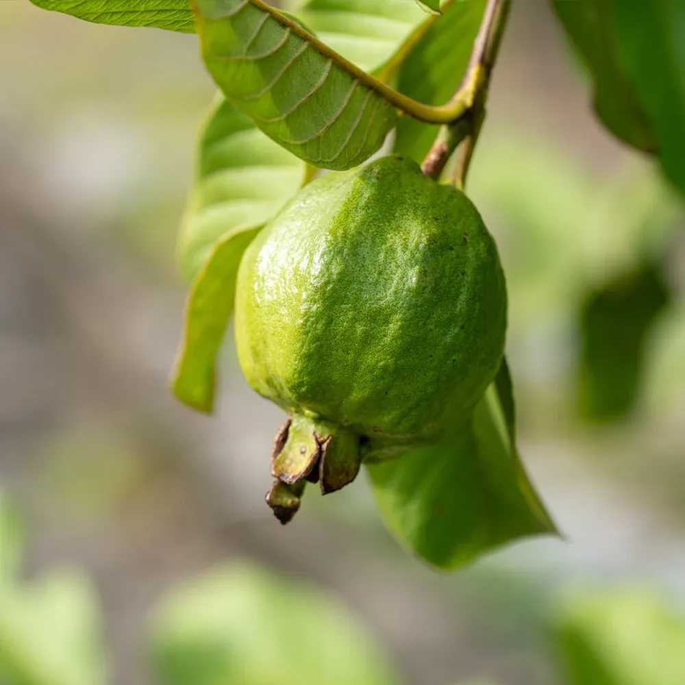 Tikal Pink Guava Tree - Live Fruit-Bearing Tropical Plant 1