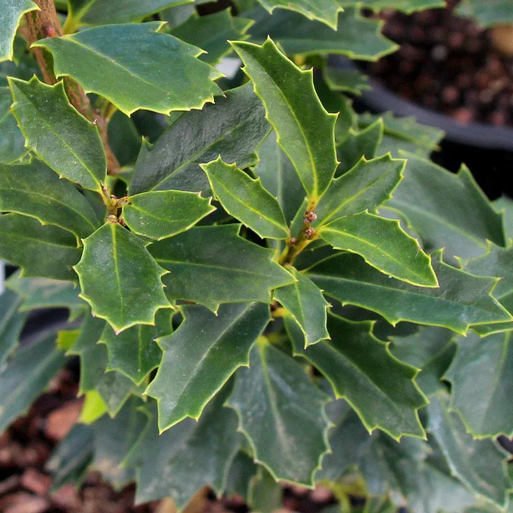Oak Leaf Holly Tree - Ornamental Evergreen Landscape Shrub 1