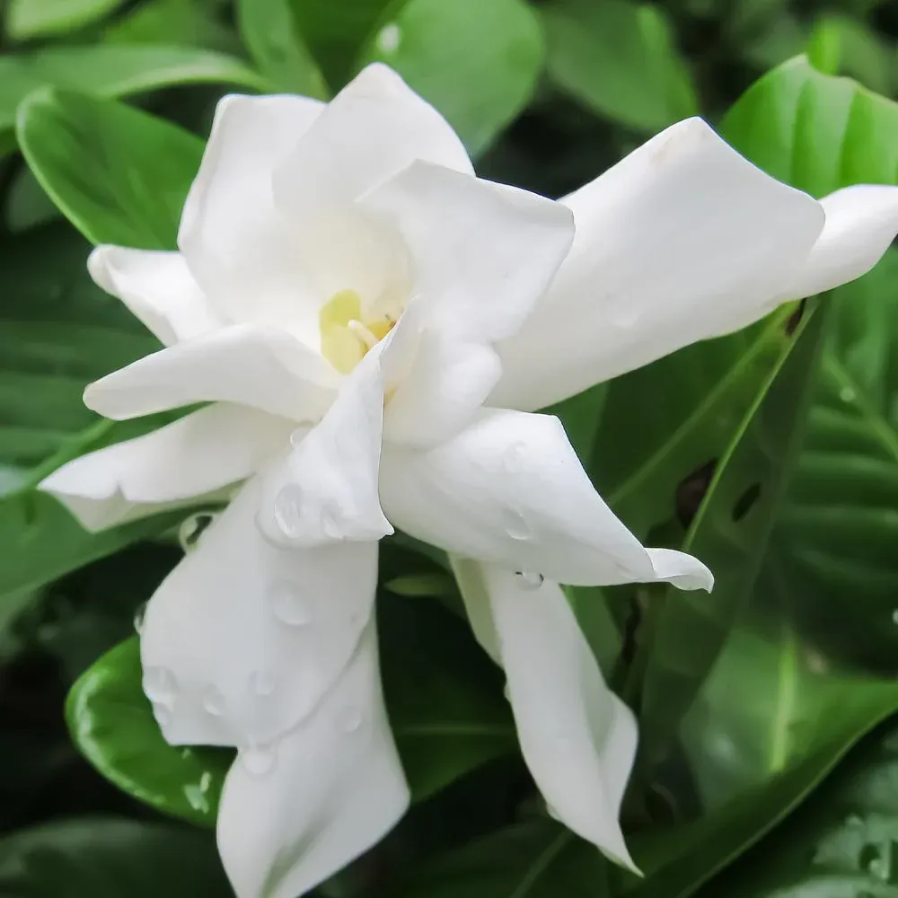 Frost Proof Gardenia Shrub - Cold Hardy Evergreen Flowering Plant 1