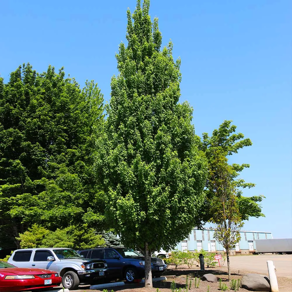 Armstrong Gold® Maple Tree - Columnar Acer rubrum for Landscaping 1