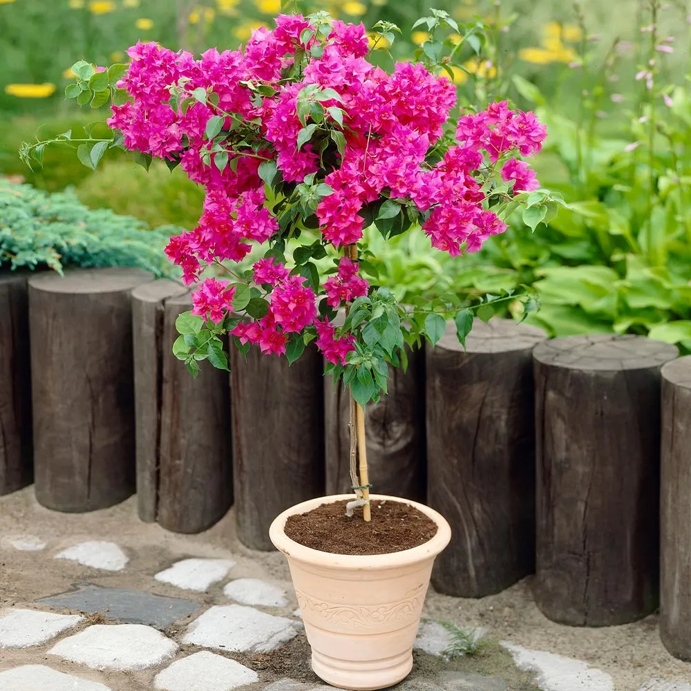Barbara Karst Bougainvillea Tree - Lifelike Artificial Flowering Plant
