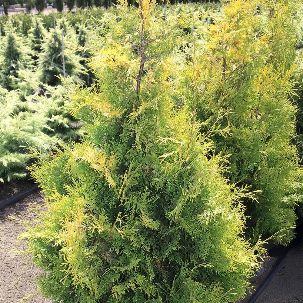 Yellow Ribbon Arborvitae Tree - Narrow Upright Evergreen Shrub 2