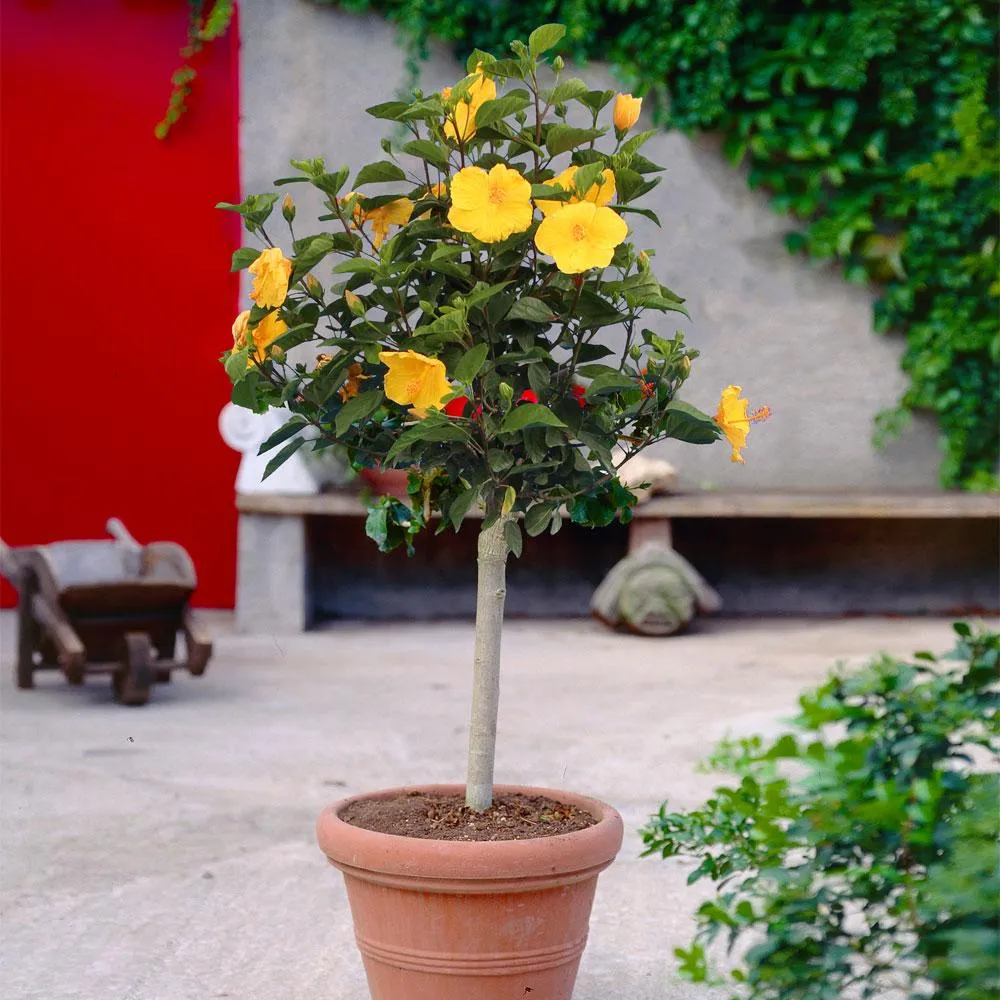 Yellow Tropical Hibiscus Tree - Lifelike Potted Artificial Floral Decor