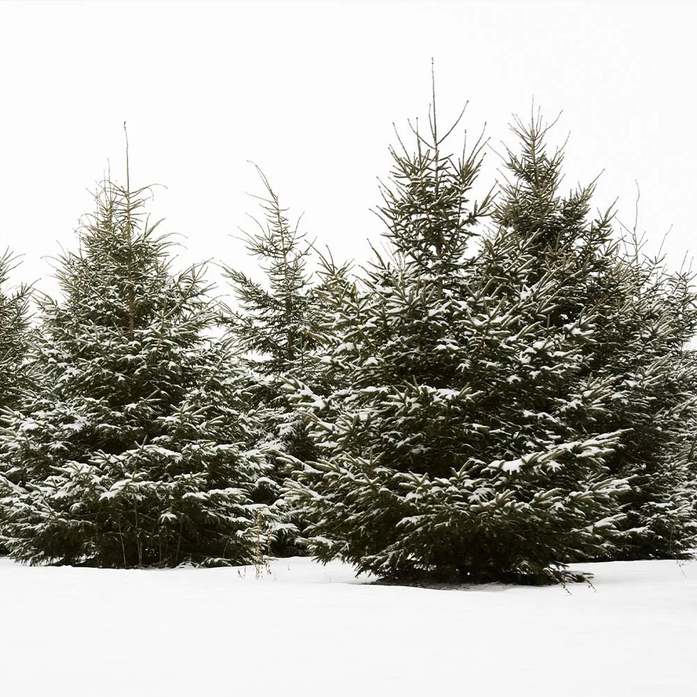 White Spruce Artificial Christmas Tree with Sturdy Base 3