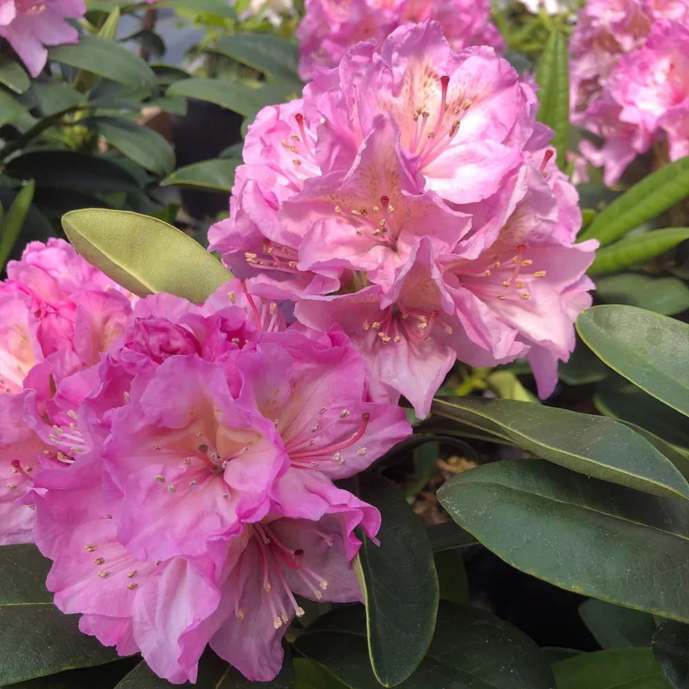Pink Hybrid Rhododendron Shrub - Hardy Flowering Evergreen Bush 2