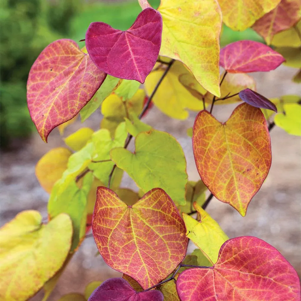 Flame Thrower® Redbud Tree - Cercis canadensis Ornamental Flowering Tree 2