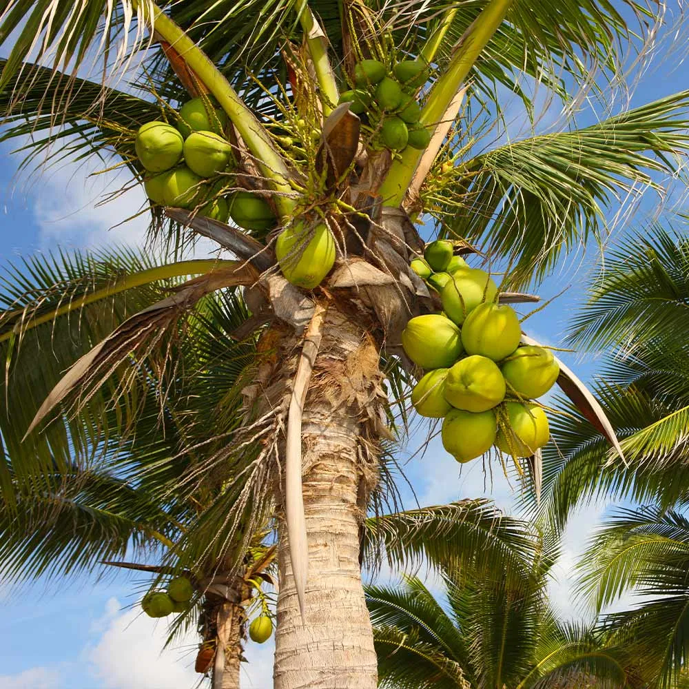 Artificial Coconut Palm Tree - Realistic Tropical Decorative Plant for Home and Event Decor