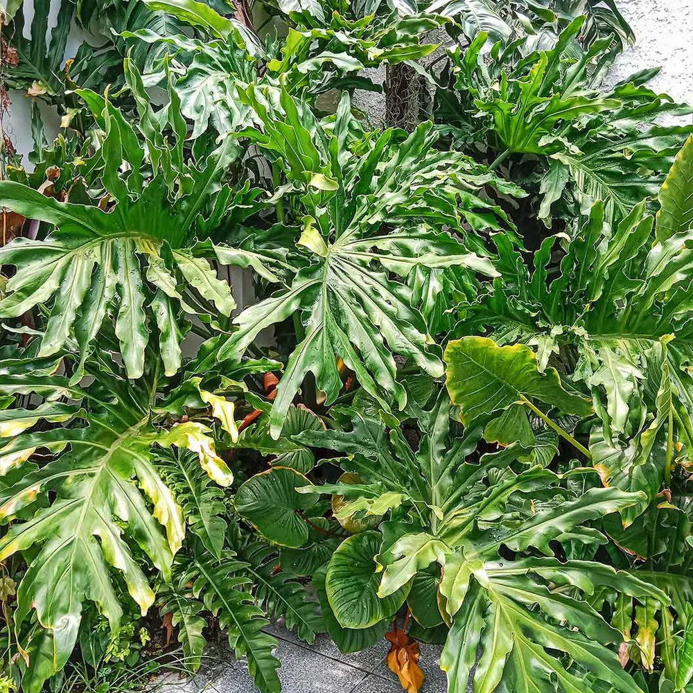 Philodendron Selloum Tropical Indoor Houseplant with Deeply Lobed Foliage 2