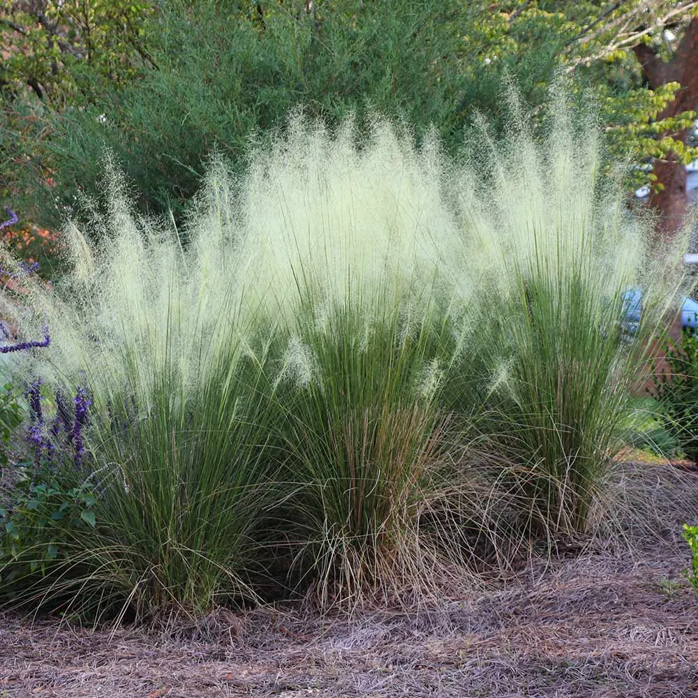White Cloud Muhly Grass Seeds - Ornamental Perennial Landscaping Grass 1