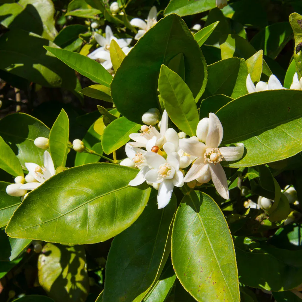 Dancy Tangerine Tree (Citrus Reticulata) Live Fruit Plant 3