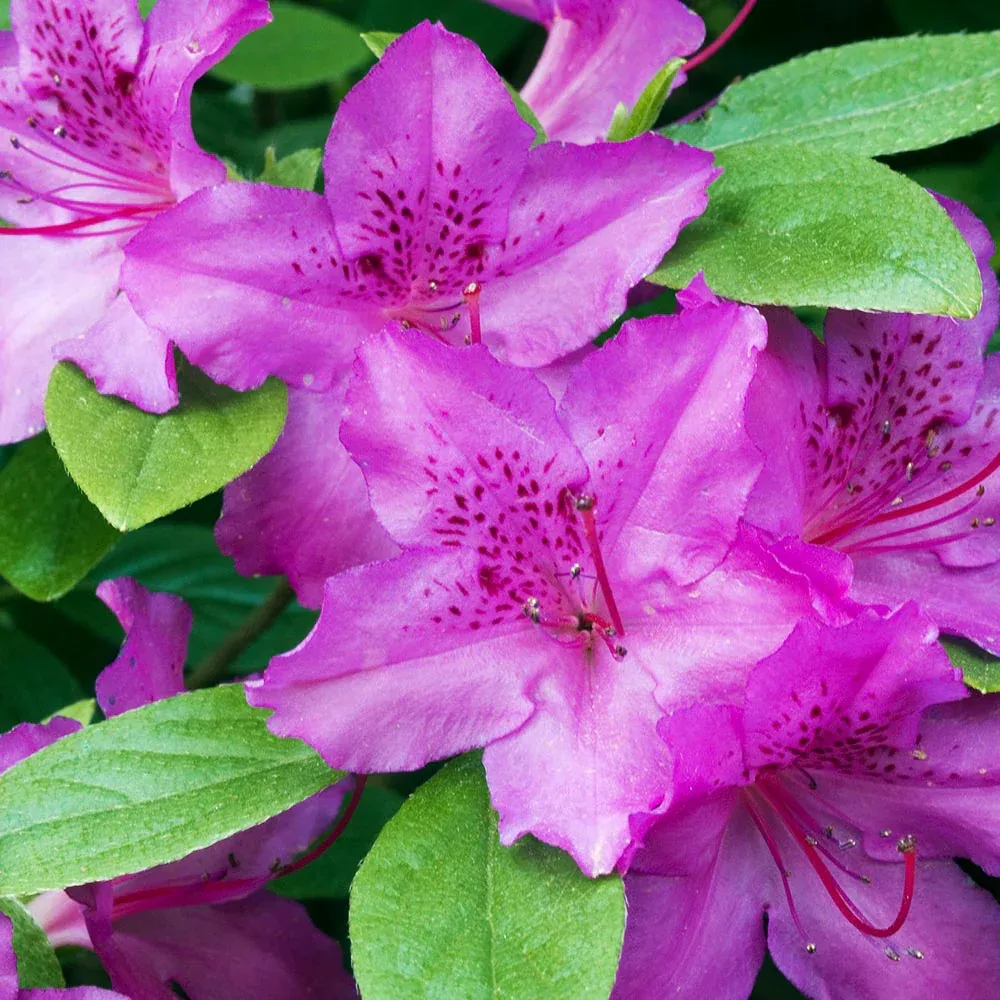 Karen Azalea Shrub - Evergreen Flowering Ornamental Garden Plant