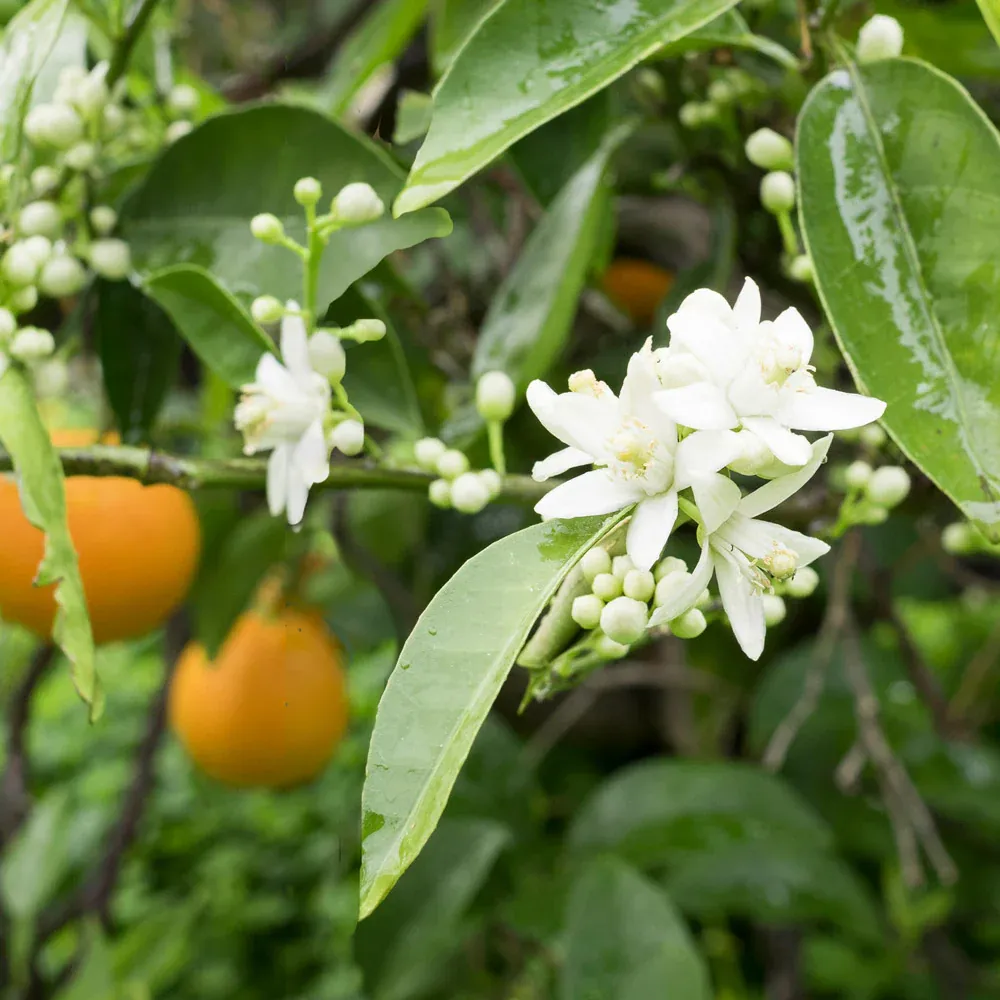 Live Blood Orange Tree - Potted Citrus Fruit Plant for Home and Garden 3