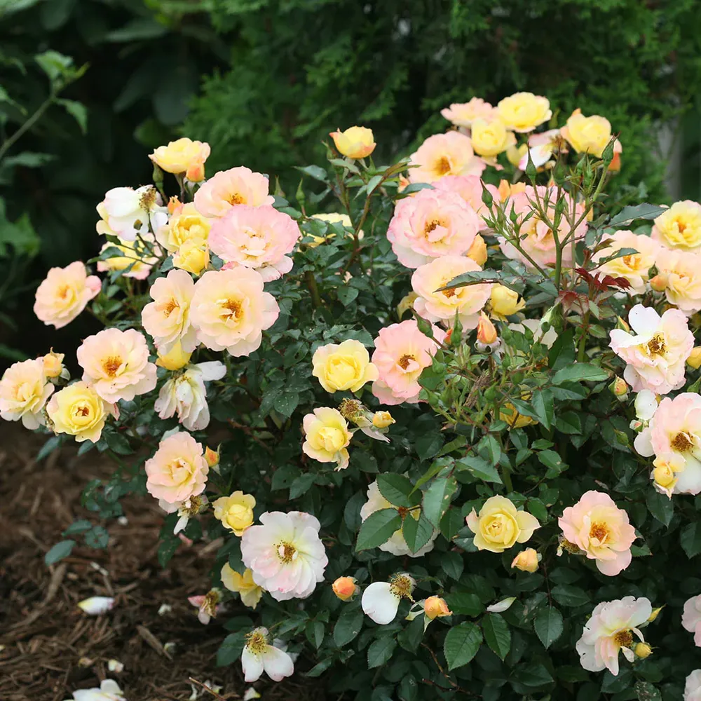 Proven Winners® Oso Easy Italian Ice® Rose Shrub - Disease Resistant Landscape Rose 4