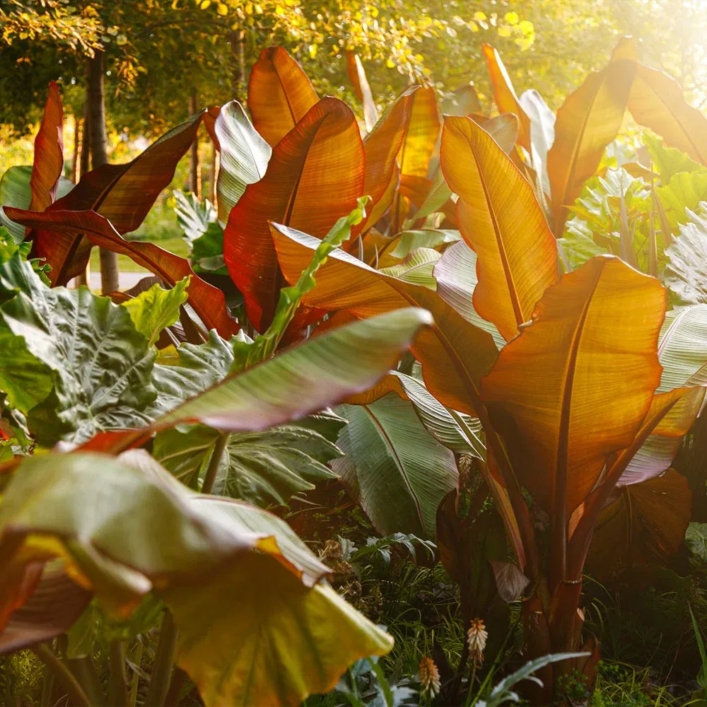 Red Abyssinian Banana Tree (Ensete ventricosum 'Maurelii) - Tropical Ornamental Plant 3