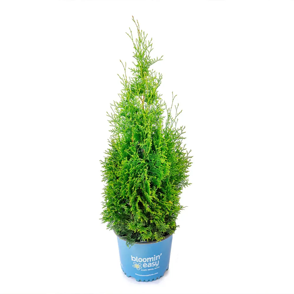 Private Jet™ Arborvitae - Dense Evergreen Privacy Hedge 3