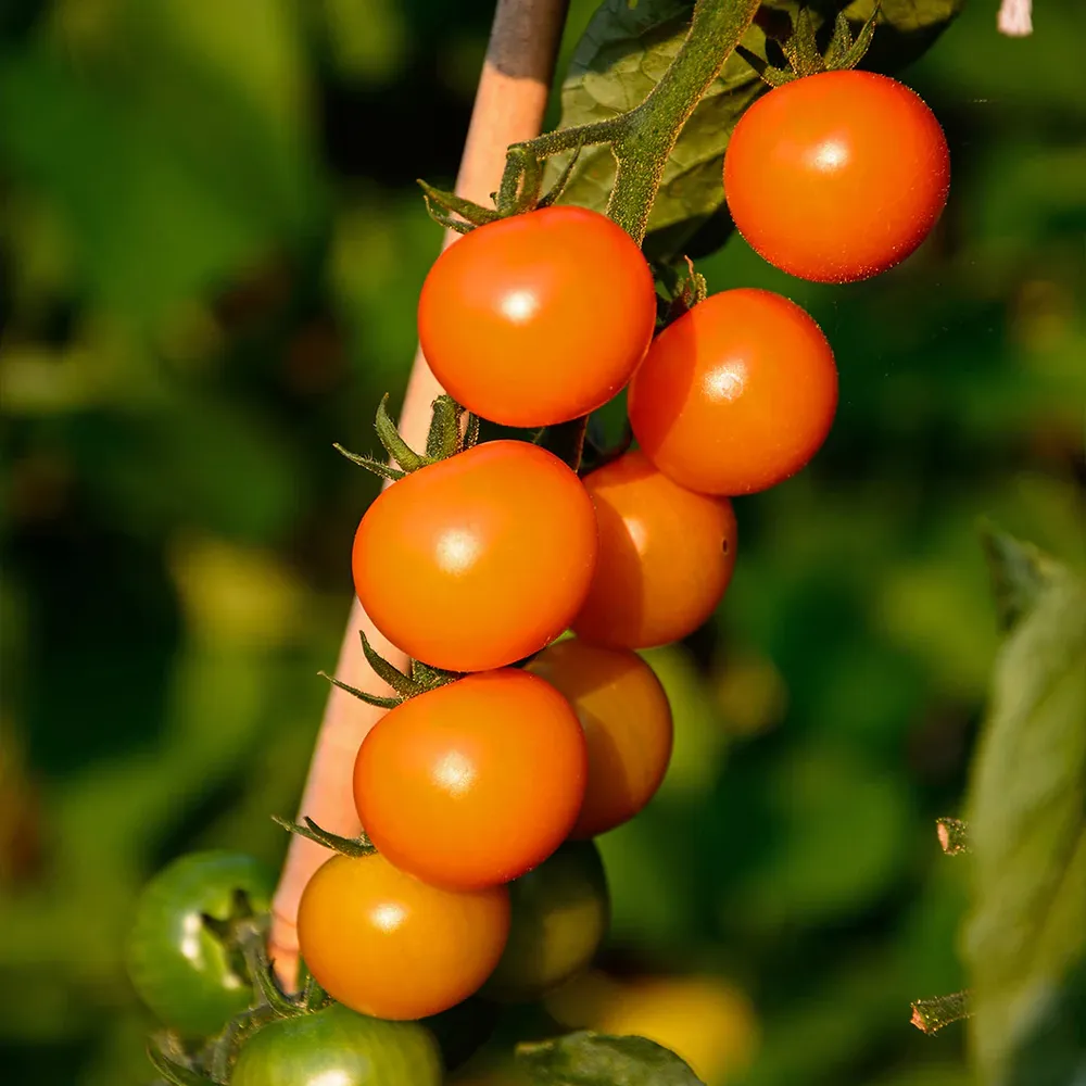 Sungold Cherry Tomato Plant - USDA Organic Heirloom Variety