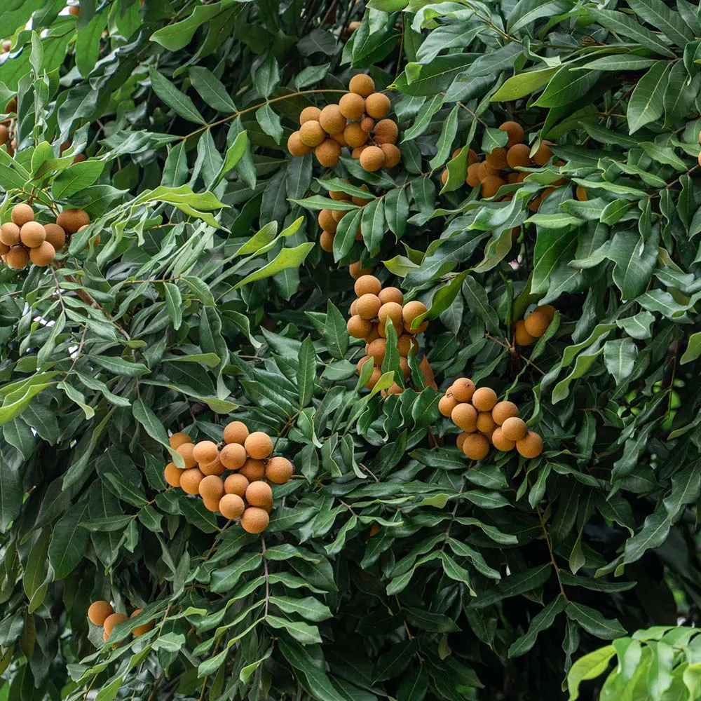 Live Longan Tree (Dimocarpus longan) for Home Garden and Landscaping