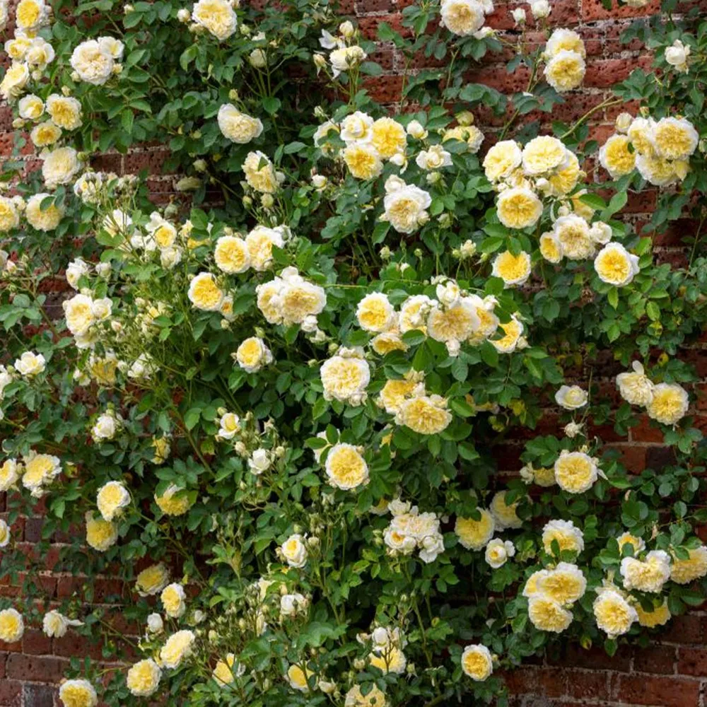 The Pilgrim Climbing Rose Shrub - Yellow Repeat-Flowering English Rose 1