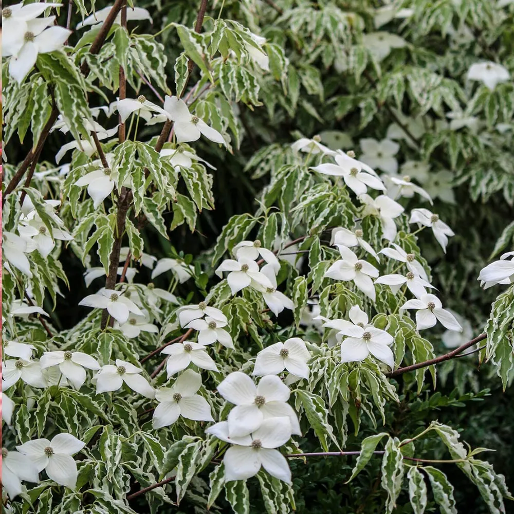 Samaritan® Dogwood Tree (Cornus Hybrid)