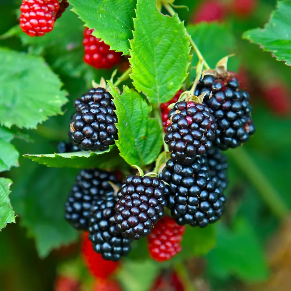 Natchez Thornless Blackberry Plant - Early-Season Erect Fruit Variety