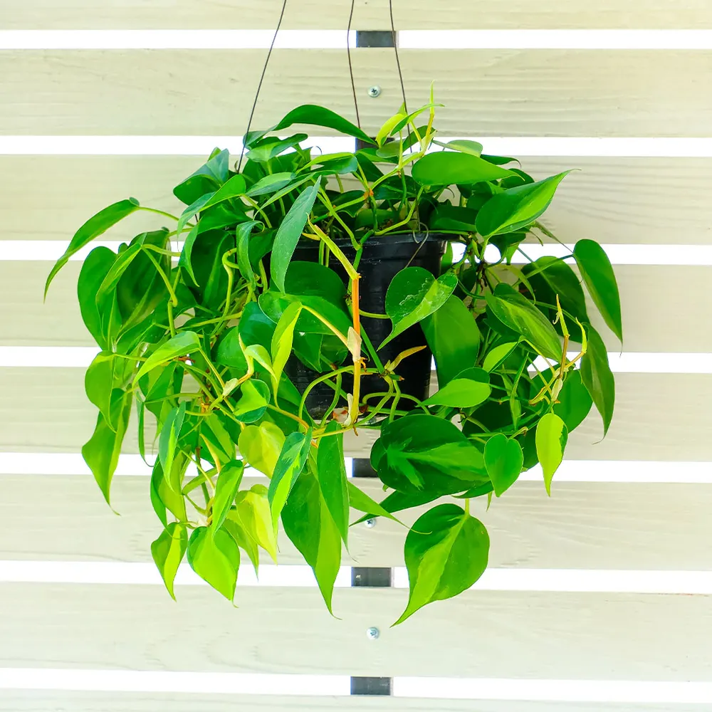 Philodendron Brasil Variegated Heartleaf Trailing Indoor Plant 1