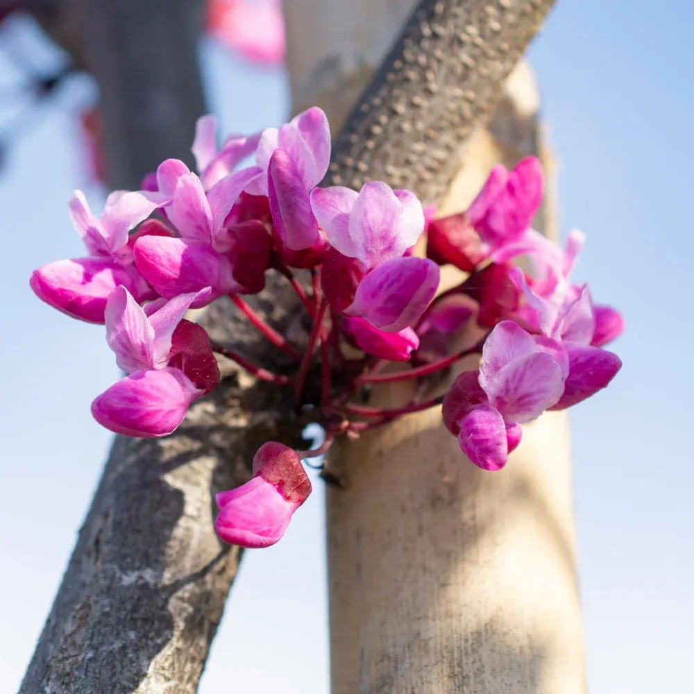 Flame Thrower® Redbud Tree - Cercis canadensis Ornamental Flowering Tree 3