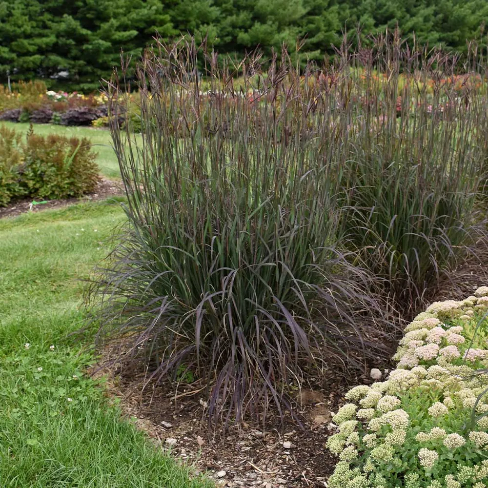 Blackhawks Big Bluestem Grass - Native Ornamental Perennial