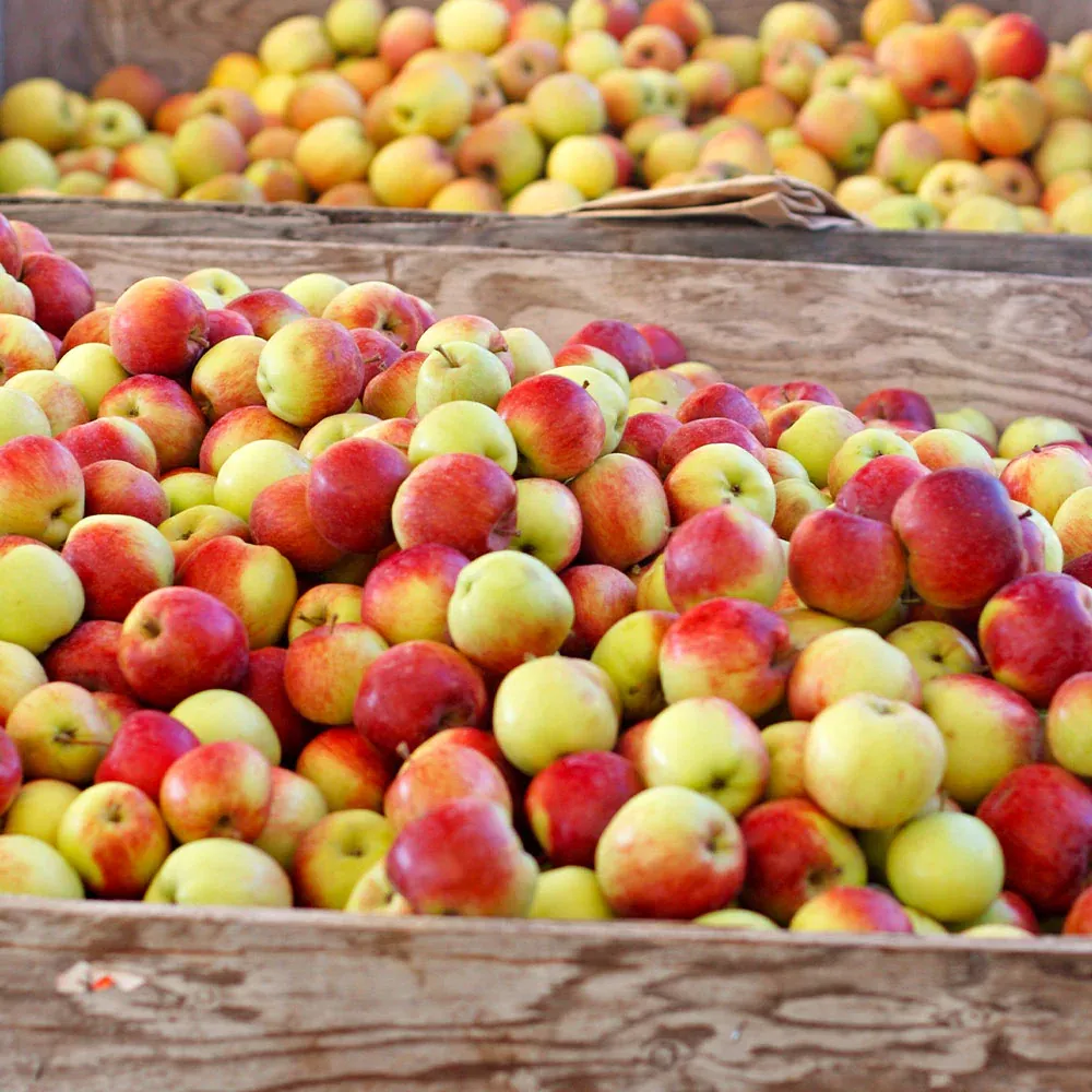 Jonagold Apple Tree - Productive Fruit-Bearing Sapling for Home Gardens 1