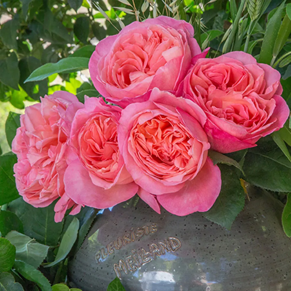 Sweet Mademoiselle Rose Floral Fragrance for Women 3