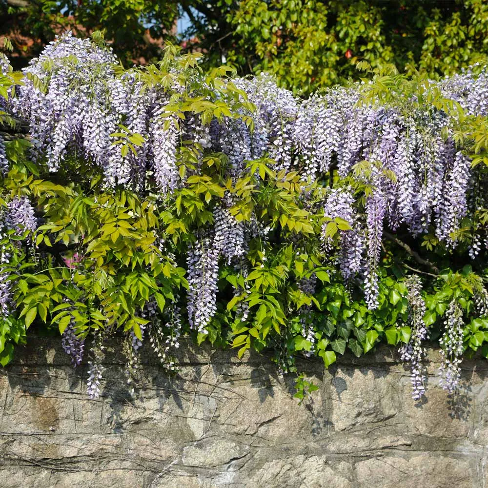 Amethyst Falls Wisteria Vine - Fragrant Cascading Flowering Perennial 3