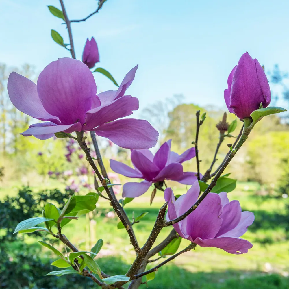 Cleopatra Magnolia Tree - Deciduous Ornamental Flowering Tree