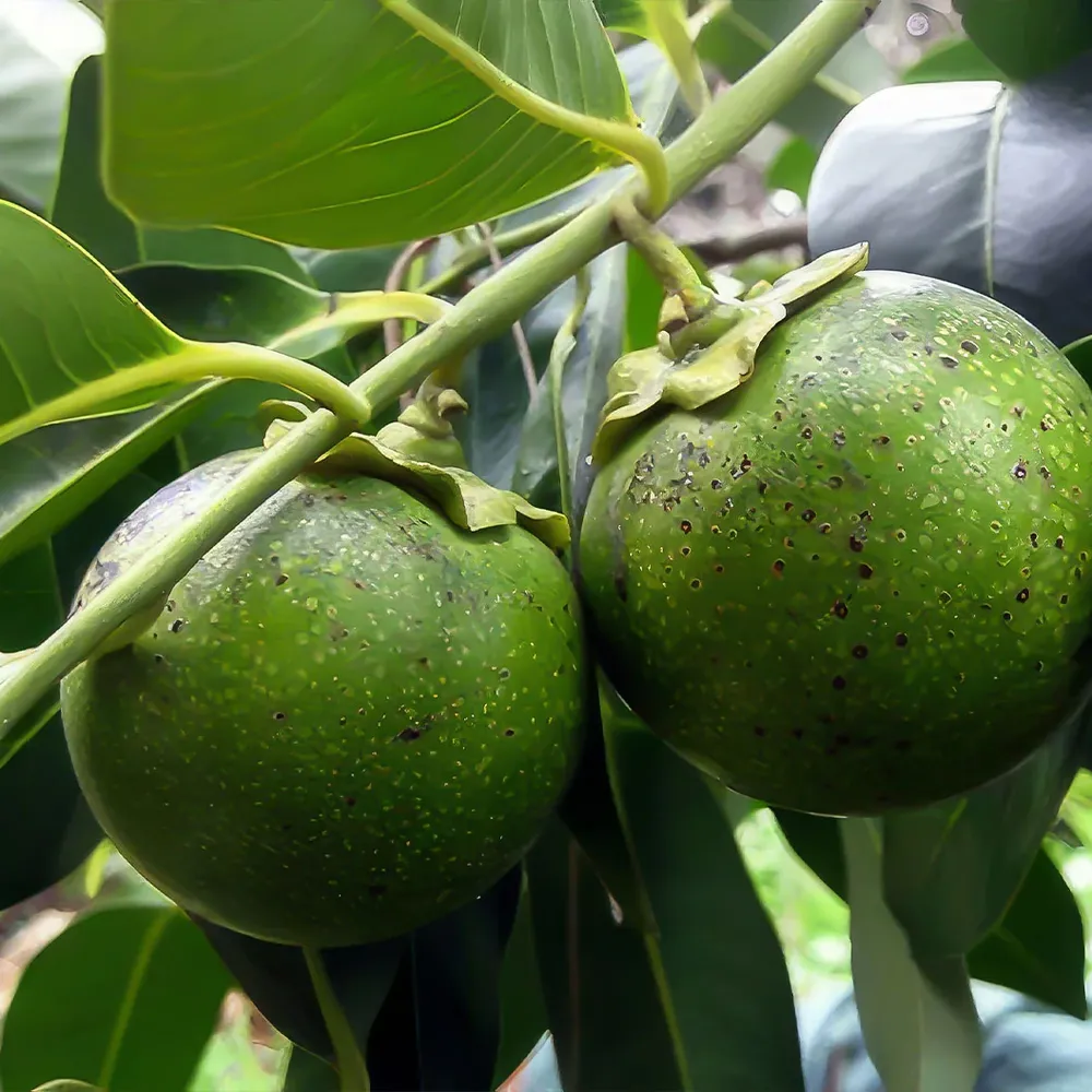 Black Sapote (Diospyros nigra) - Fresh Tropical Fruit