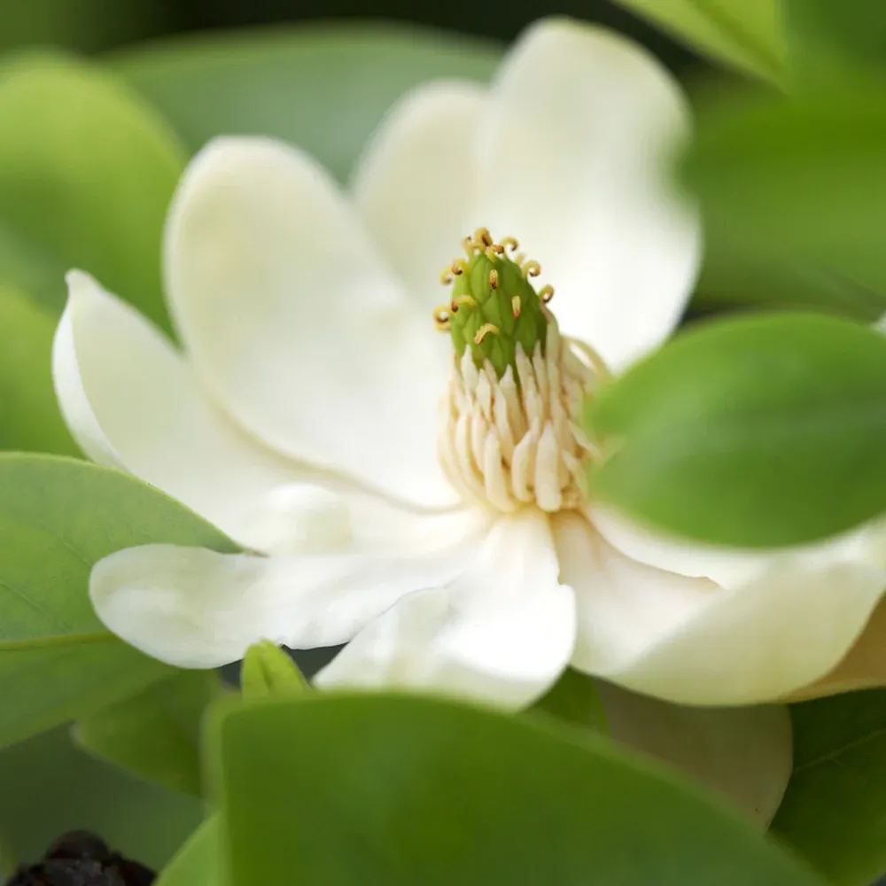 Sweetbay Magnolia Tree (Magnolia virginiana) - Fragrant Flowering Landscape Plant