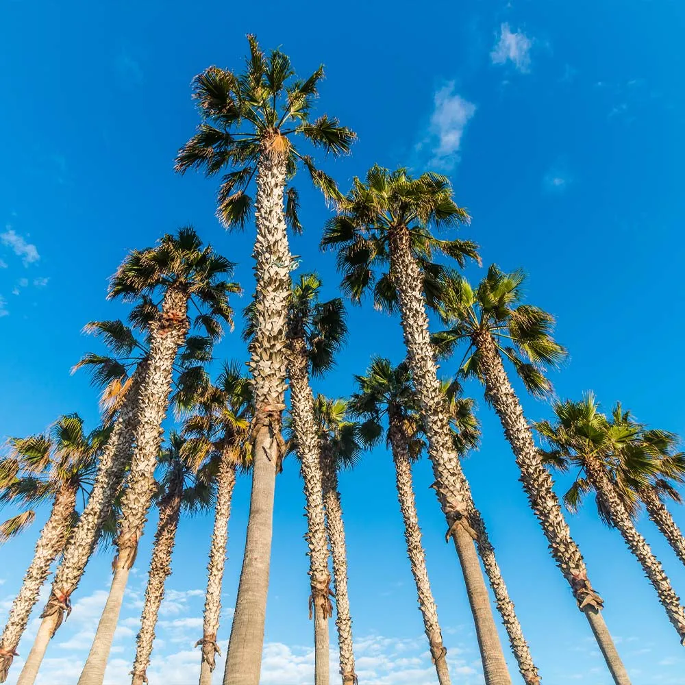 Mexican Fan Palm Tree - Realistic Artificial Decorative Plant for Home and Office 3