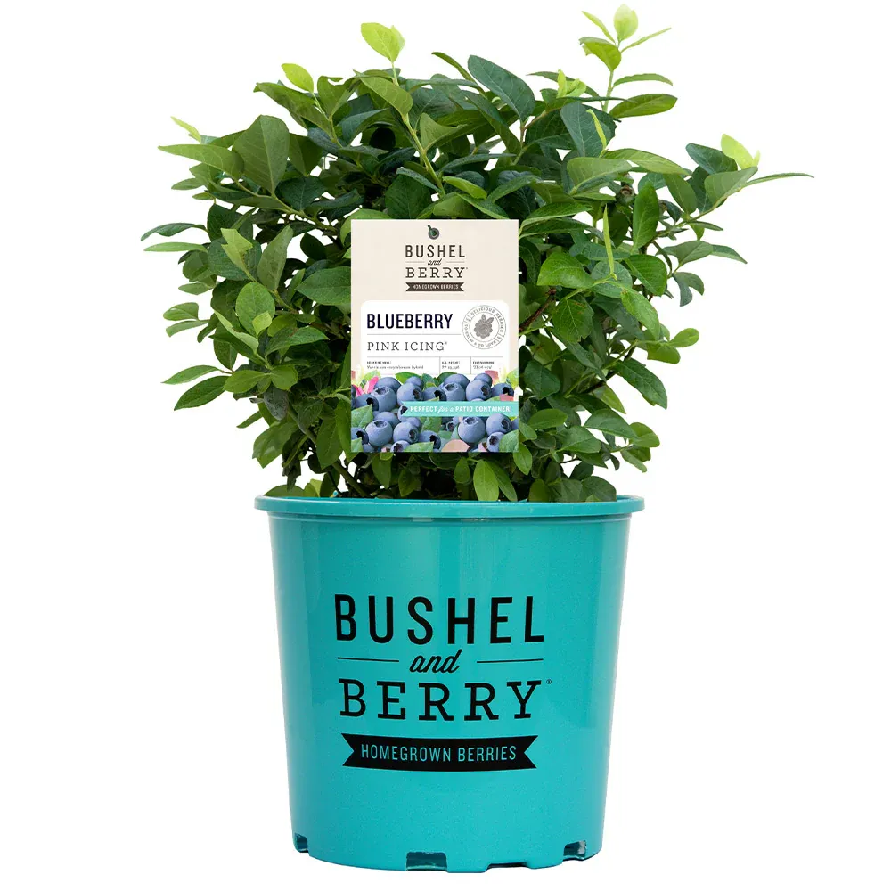 Pink Icing Blueberry Bush - Compact Ornamental Edible Shrub 5