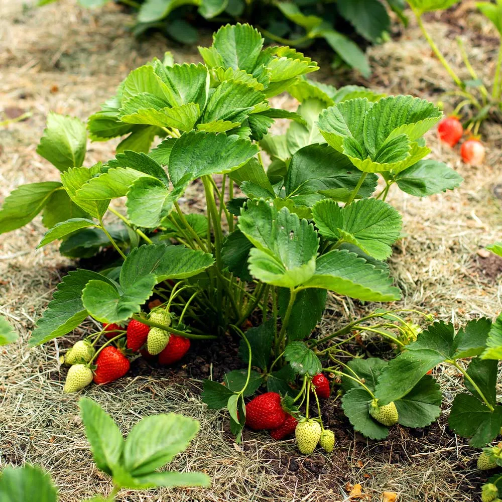 USDA Organic Everbearing Strawberry Bush - Continuous Harvest Fruit Plant 2
