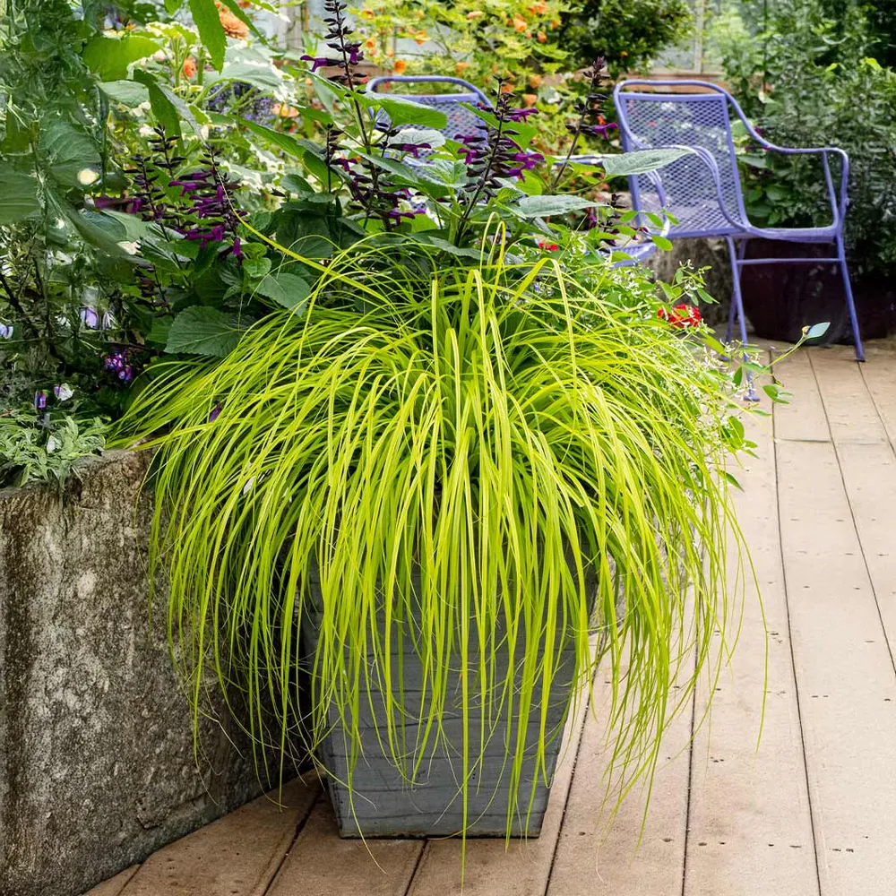 EverColor® Everillo Carex Sedge - Lime Green Ornamental Grass