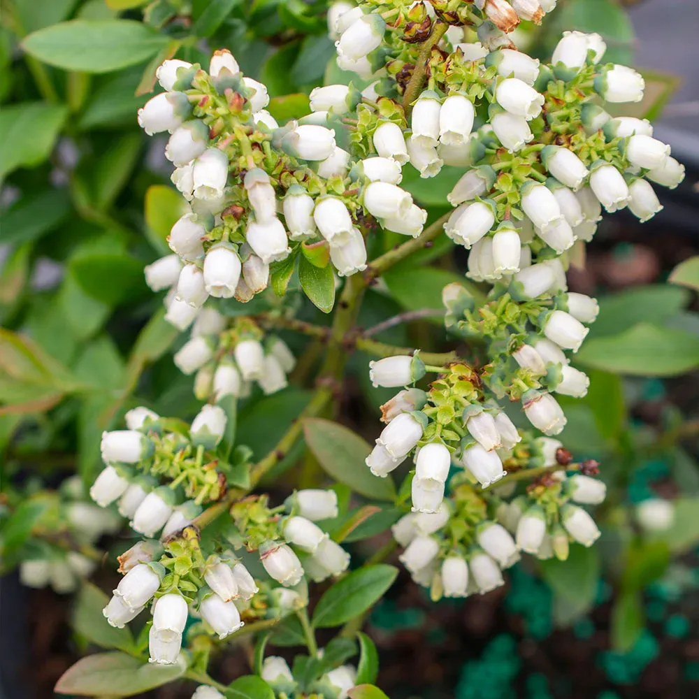 Perpetua Blueberry Bush - Everbearing Edible Landscape Shrub 3