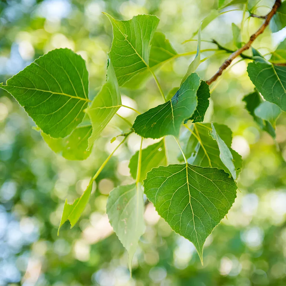 Fast-Growing Hybrid Poplar Deciduous Shade Tree 1