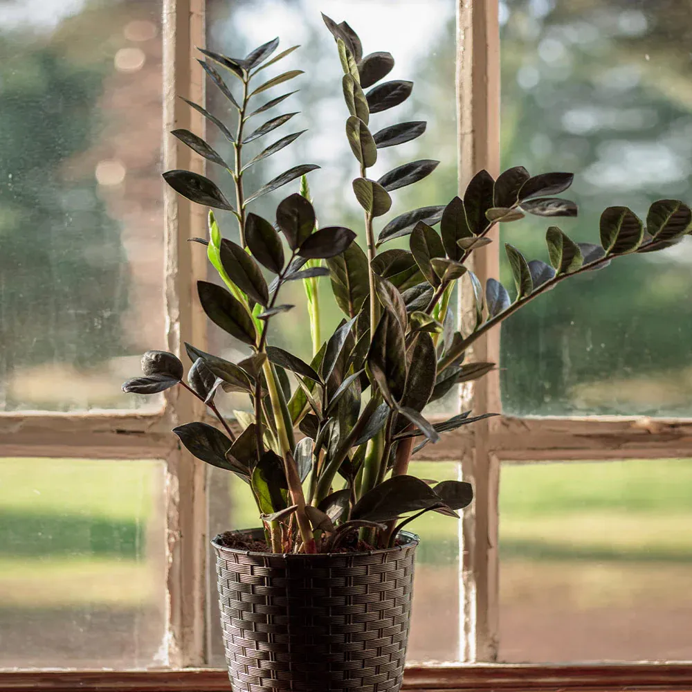 Raven ZZ Plant (Zamioculcas Zamiifolia) - Dark Foliage Indoor Houseplant 1