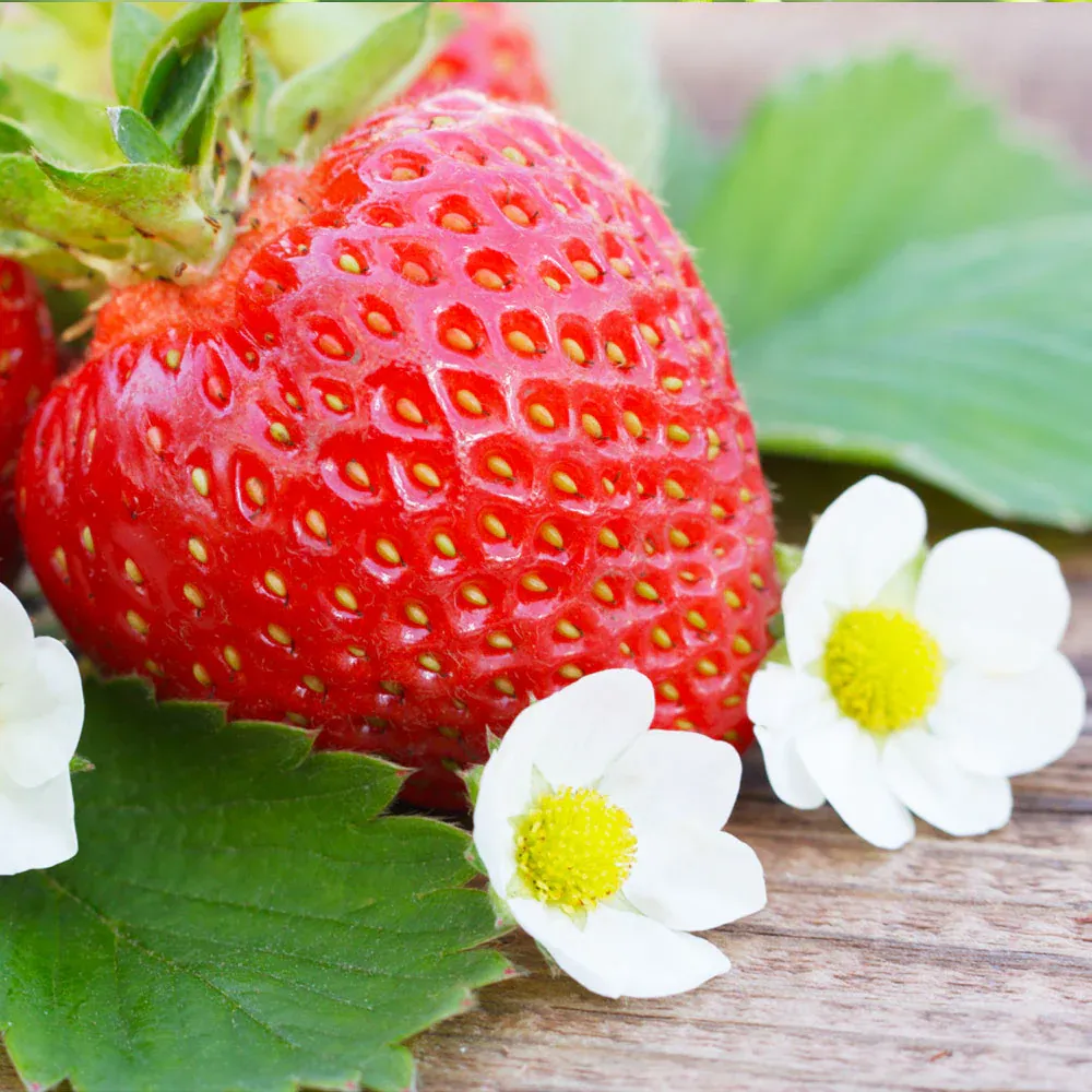 USDA Organic Everbearing Strawberry Bush - Continuous Harvest Fruit Plant 1