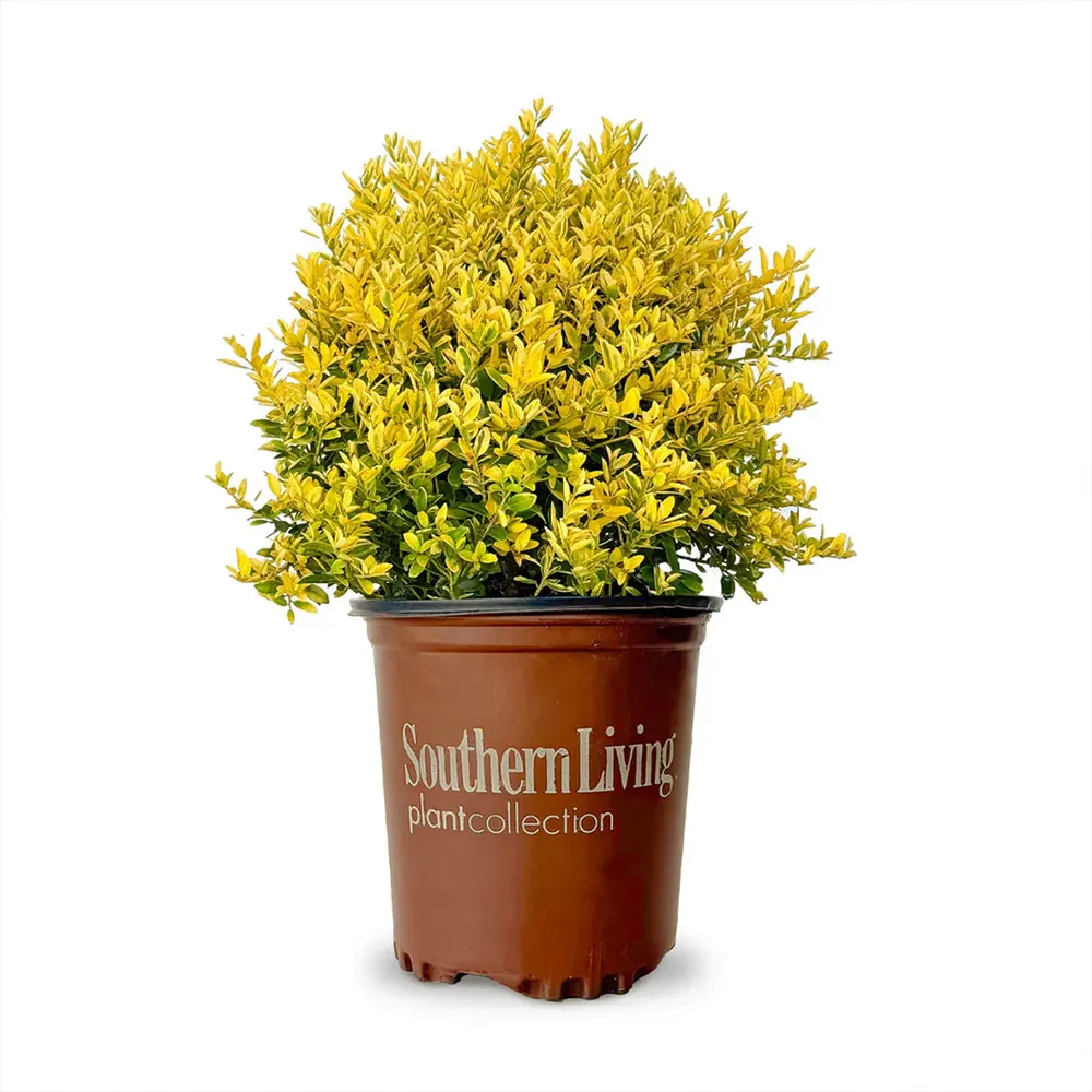 Touch of Gold® Holly Shrub - Variegated Evergreen Garden Plant 3