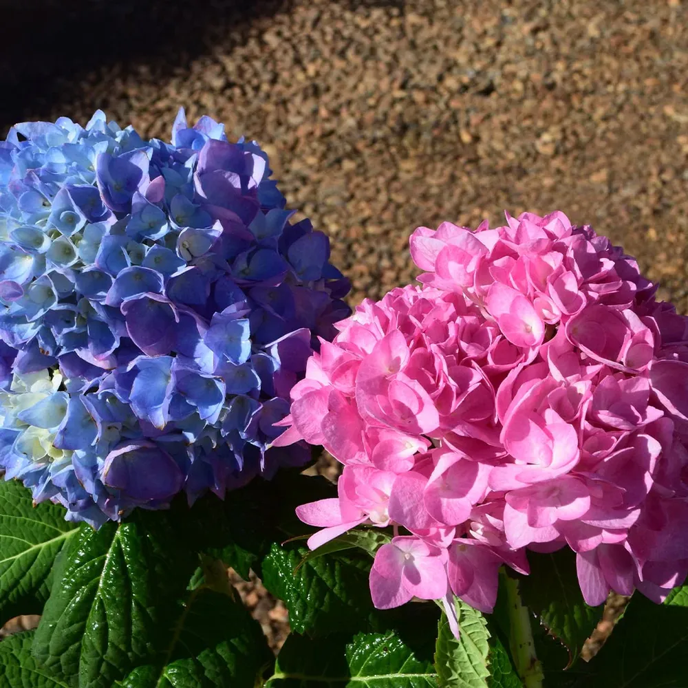 Garden District Blushing Blues™ Hydrangea Bush 1
