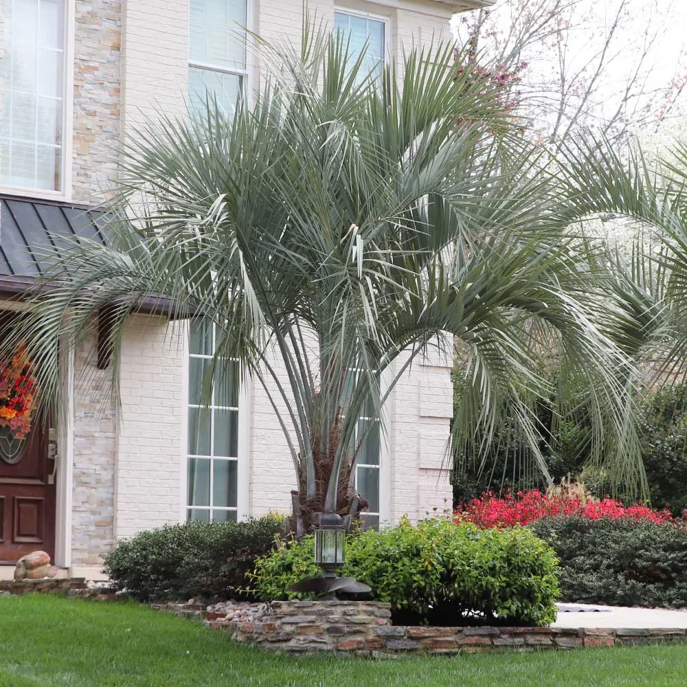 Pindo Palm (Butia Capitata) Cold Hardy Ornamental Landscape Tree 2