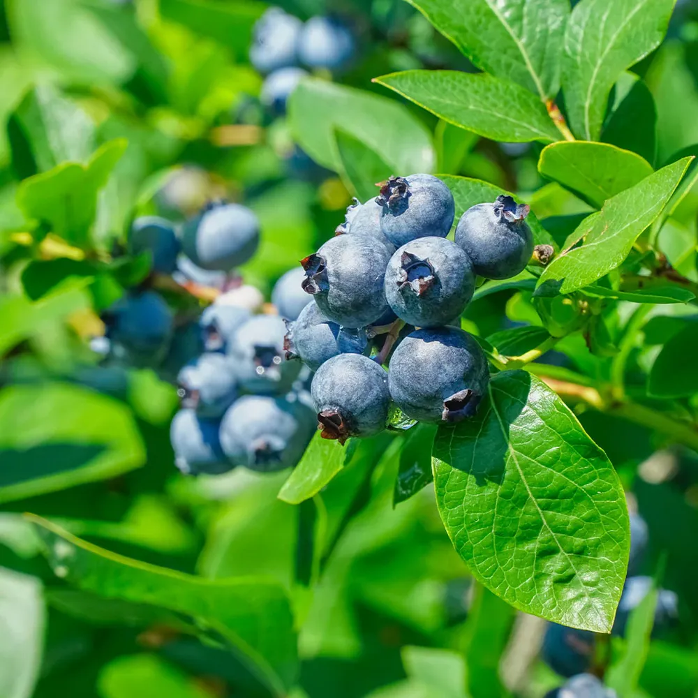 Sugar Snap Highbush Blueberry Fruit-Bearing Shrub 1