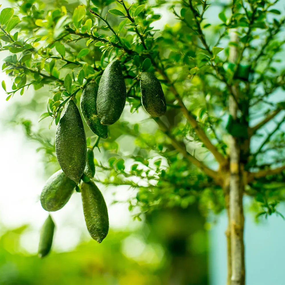 Australian Finger Lime Tree (Citrus australasica) Live Fruit Plant 2