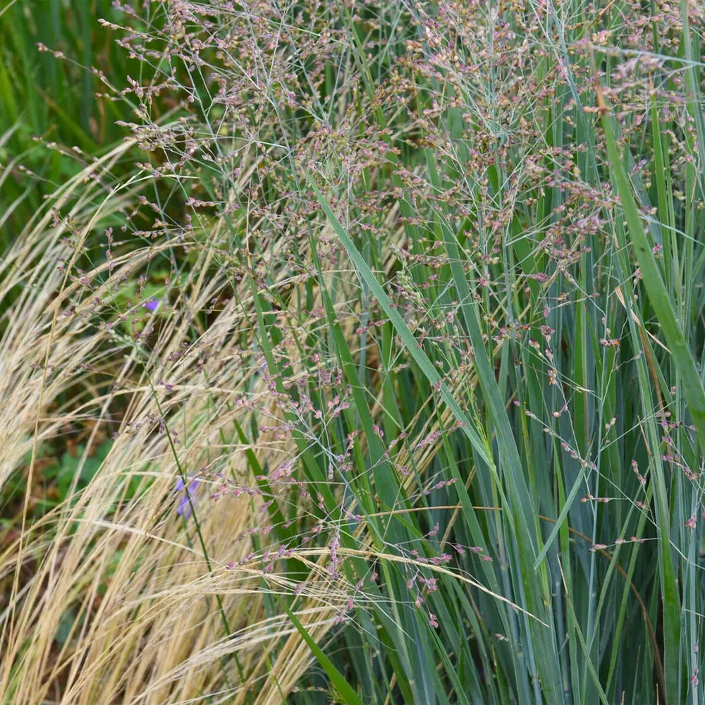 Heavy Metal Blue Switch Grass (Panicum virgatum) - Upright Ornamental Perennial 2