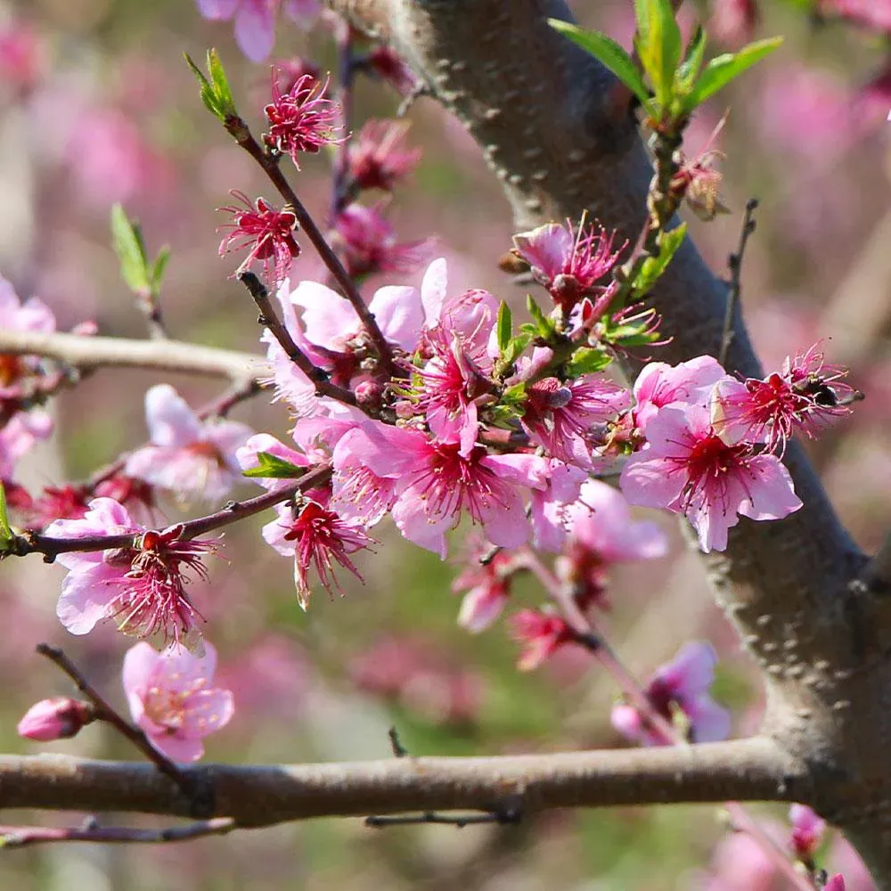 Artificial Peach Blossom Tree - Realistic Decorative Faux Fruit Tree for Indoor Home Decor 4