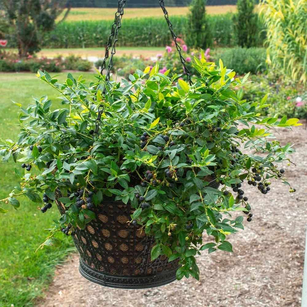 Midnight Cascade Blueberry Trailing Ornamental Fruit Shrub 4