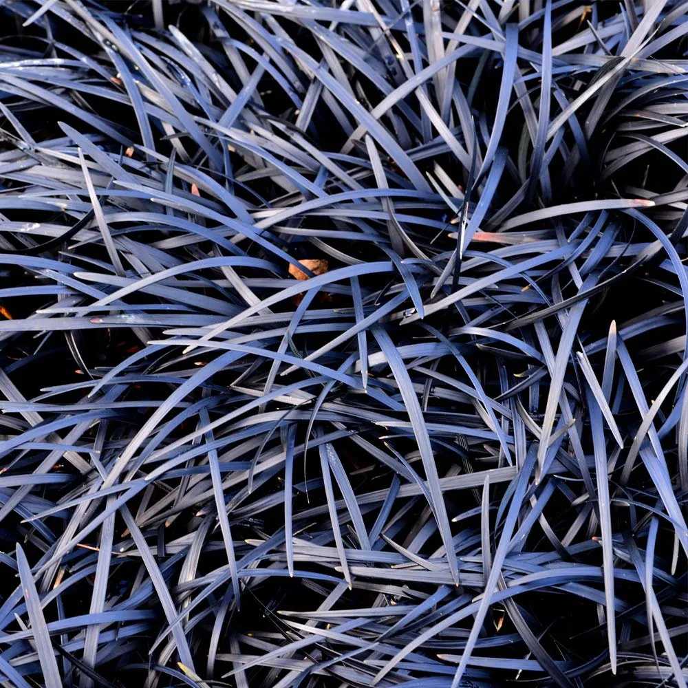 Black Mondo Grass (Ophiopogon planiscapus 'Nigrescens') Ornamental Perennial 1